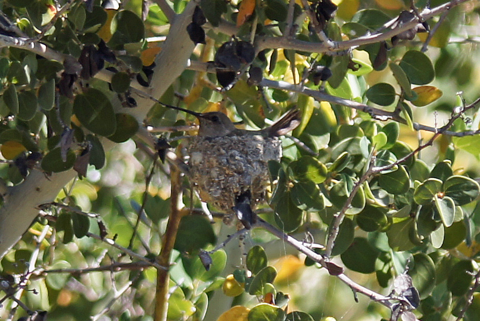 Costa's Hummingsbird on Nest